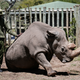 A ranger takes care of Sudan, the world’s last male northern white rhino, at the Ol Pejeta Conservancy in May 2017.
